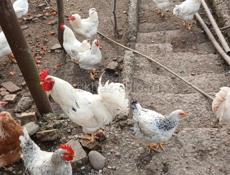 ПЕТУШКИ ОСТАЛИСЬ 10 шт