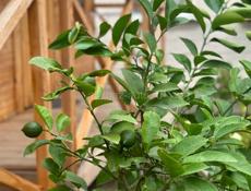 Сдам 3- х местный коттедж 