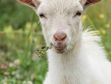 Продаются козы