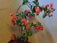 Цветущая бугенвиллия 