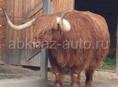 Бычок 70кг Срочно Гудаута 