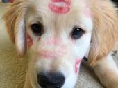 Выгул собак