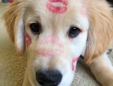 Выгул собак