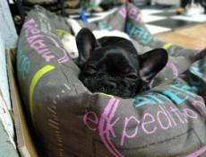 Французский бульдог