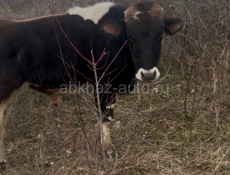 Бычки телки