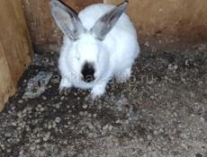 🐰🐇кролики