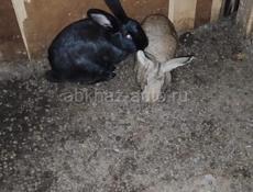 🐰🐇кролики