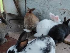 🐰🐇кролики