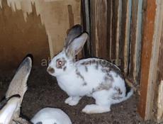 🐰🐇кролики