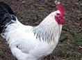 Продам петухов, всего 2 петуха есть