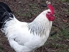 Продам петухов, всего 2 петуха есть