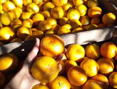 МАНДАРИНЫ ПРОДАМ