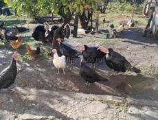 Продаю индюки