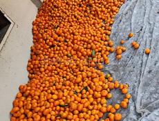 Мандарин1.200т 55р