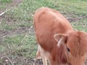 Маладая телачка 4/5 месяца мат молочная 25т