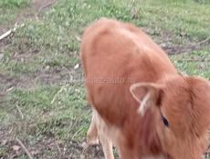 Маладая телачка 4/5 месяца мат молочная 25т