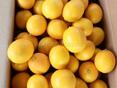 Сочные лимоны 