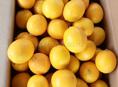 Сочные лимоны 