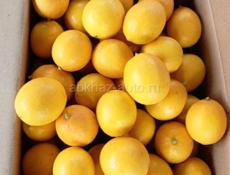 Сочные лимоны 