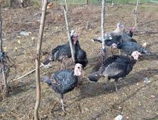 Продаются индюки по 4500 рублей, индюшки по 3500 рублей 