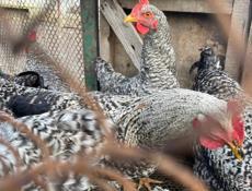 Продаются петухи