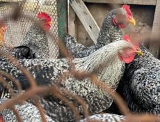 Продаются петухи