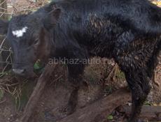 Продаётся телёнок