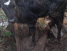 Продаётся телёнок