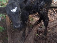 Продаётся телёнок