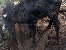 Продаётся телёнок