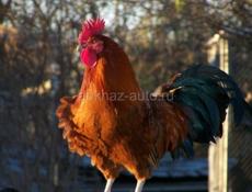 Петухи 