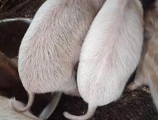 Продаются поросята 