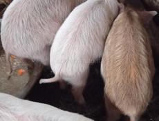 Продаются поросята 