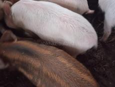 Продаются поросята 