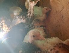 Продаются индюшата