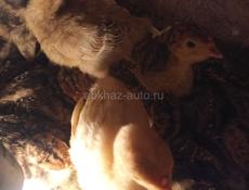 Продаются индюшата
