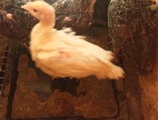 Продаются индюшата