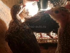 Продаются индюшата