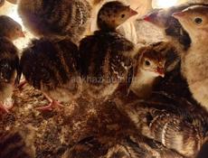 Продаются индюшата