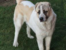 Продаю алабая 