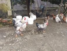 Петухи 7 штук