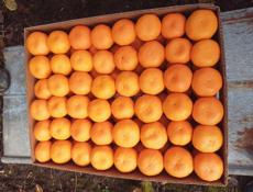 Куплю мандарины 