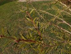 КАЛИСТЕМОН 