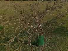 КАЛИСТЕМОН