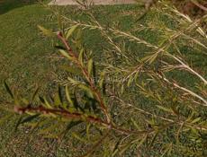 КАЛИСТЕМОН