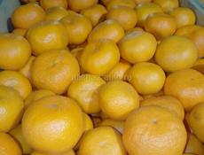 Брадаю мандарины