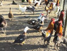 Продаются петухи