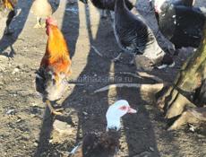 Продаются петухи