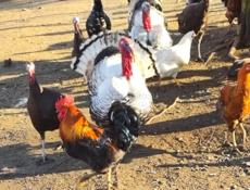 Продаются петухи