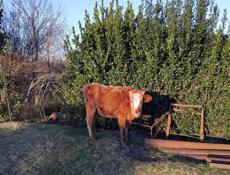 Продается село Адзюбжа 